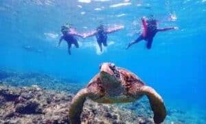 浮潛海龜