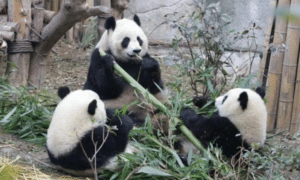 大熊猫繁育养殖基地